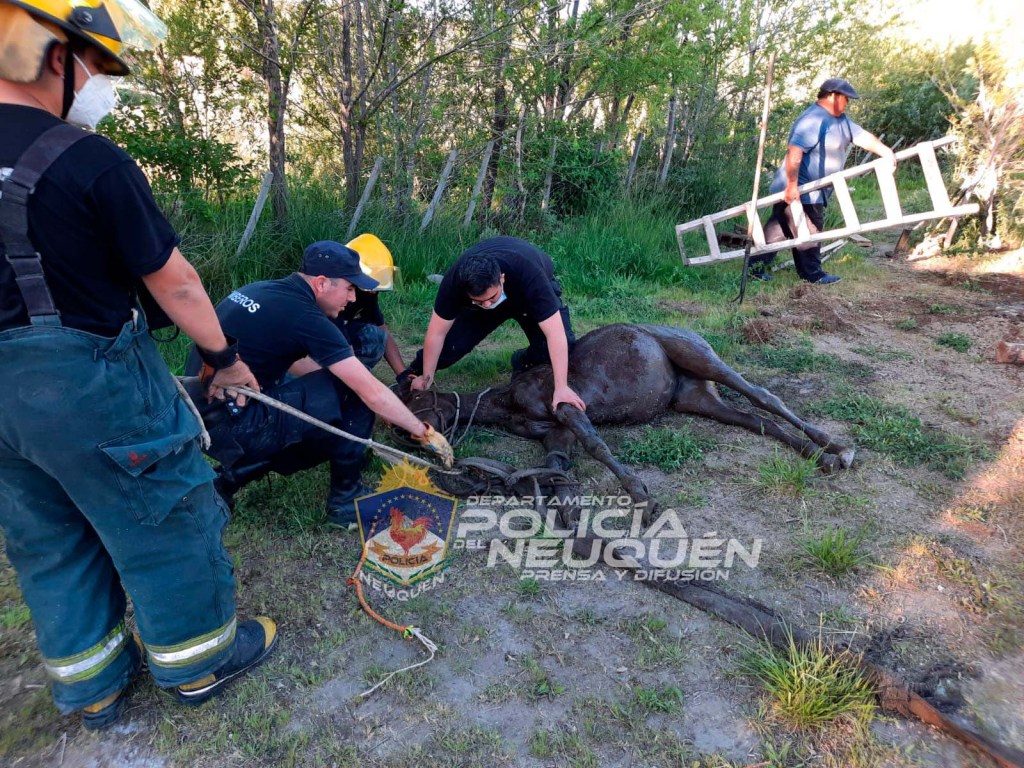 Zapala: Bomberos rescataron a un caballo que había caído en un pozo
