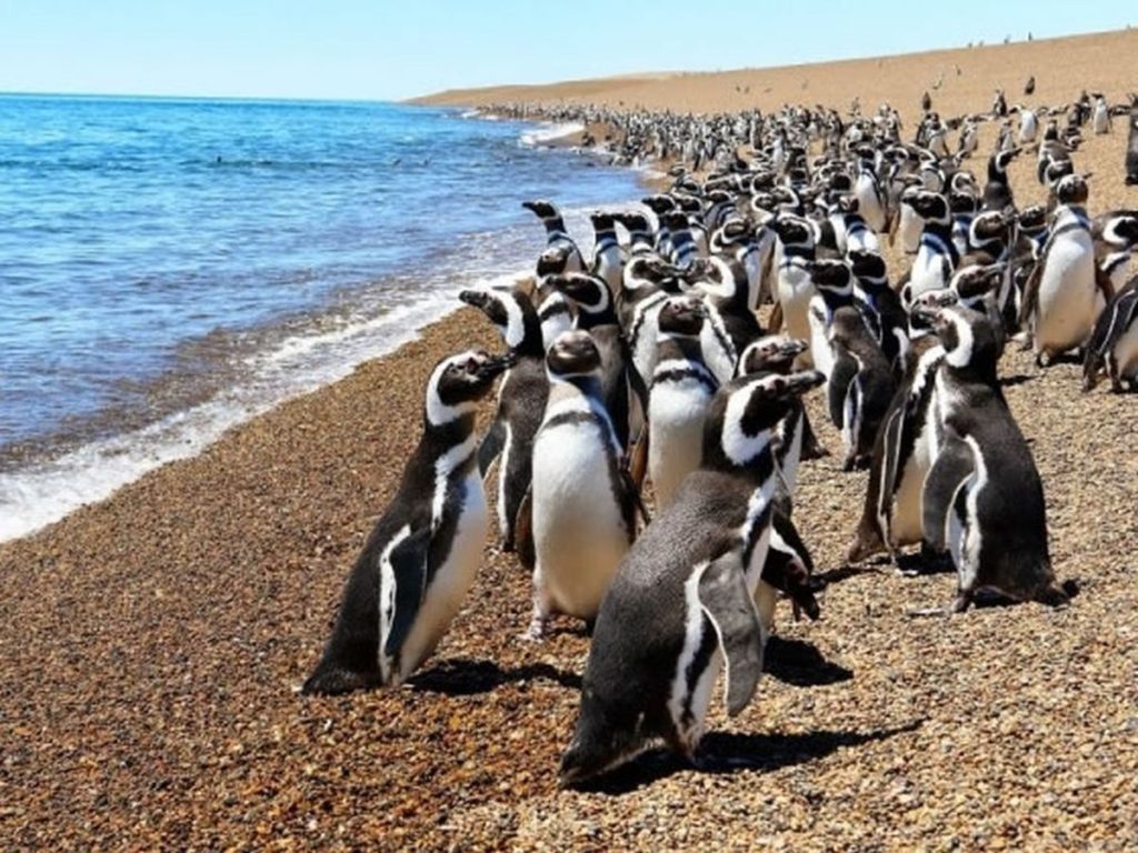 Punta Tombo: Un hombre mató a un centenar de pingüinos junto a sus nidos