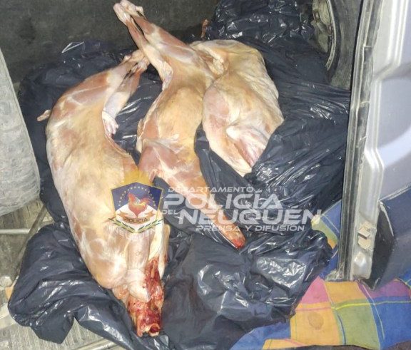 Secuestran más de 20 caprinos faenados de manera clandestina