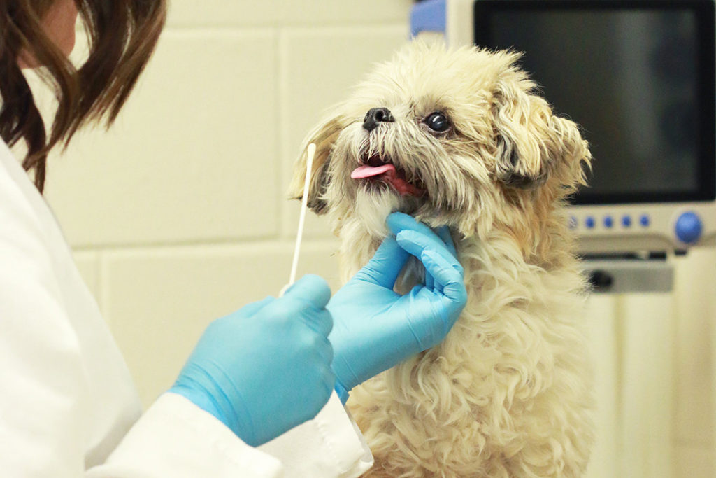 Desarrollan un test que detectará anticuerpos en animales