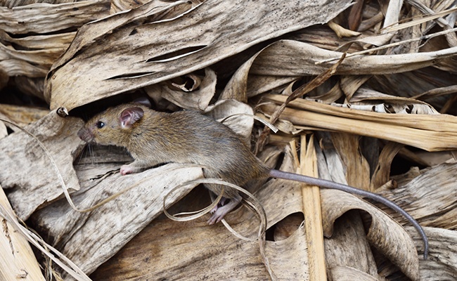 El Hantavirus se cobró otra víctima en Esquel