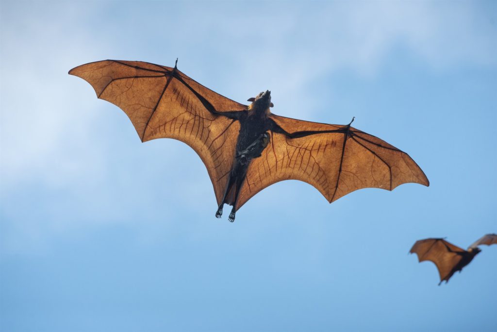 Invasión de murciélago en un barrio de Cipolletti