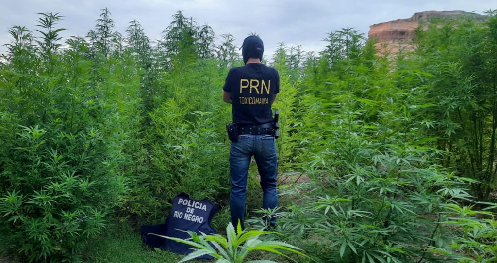Secuestran más de 150 plantas de marihuana en Villa Regina
