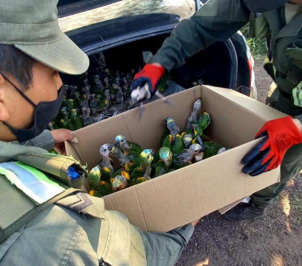 Gendarmería rescató a 100 loros que eran traficados de Chaco a Santa Fe