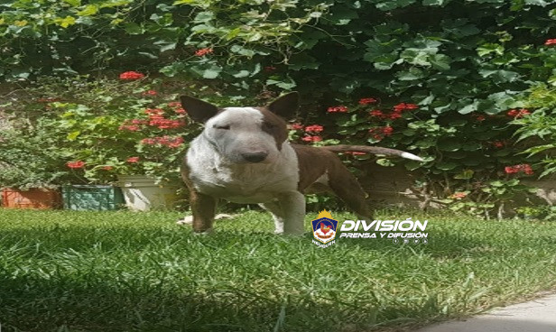 Recuperan un perro robado en Centenario