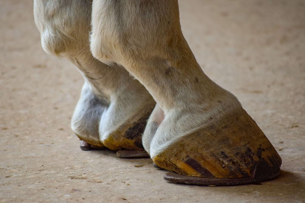 Desactivan una presunta carrera de caballos en Centenario