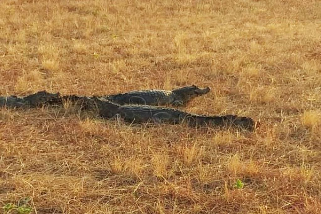 Rescatan yacarés afectados por la sequía y los incendios