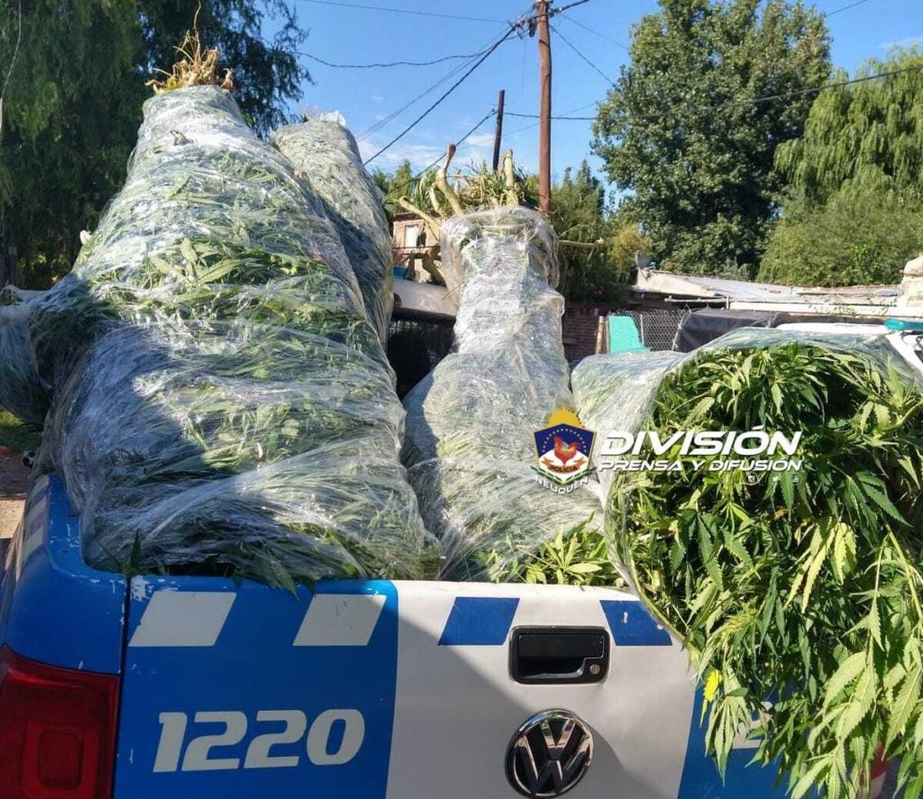 Centenario: Secuestraron 200 plantas de cannabis sativa y armas de fuego