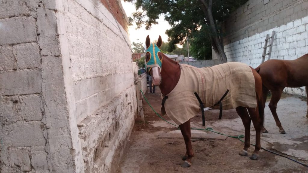 Recuperan en Sierra Grande una yegua robada en La Pampa