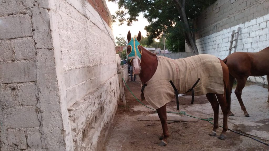 Recuperan en Sierra Grande una yegua robada en La Pampa