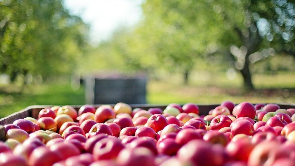 Productores luchan contra el desperdicio: piden al Estado que compre frutas para las escuelas