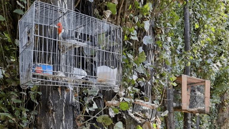 Balsa las Perlas: Comercializaban aves silvestres protegidas