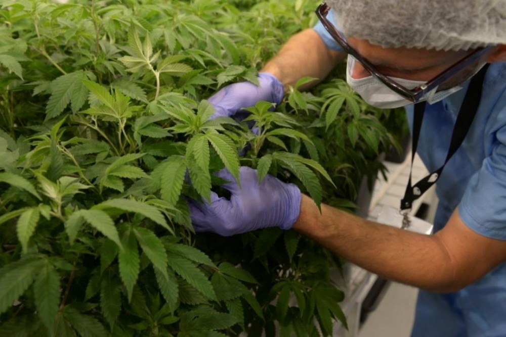 La ONG Cannabis Medicinal Río Negro enseñará a profesionales de la salud como usar la marihuana