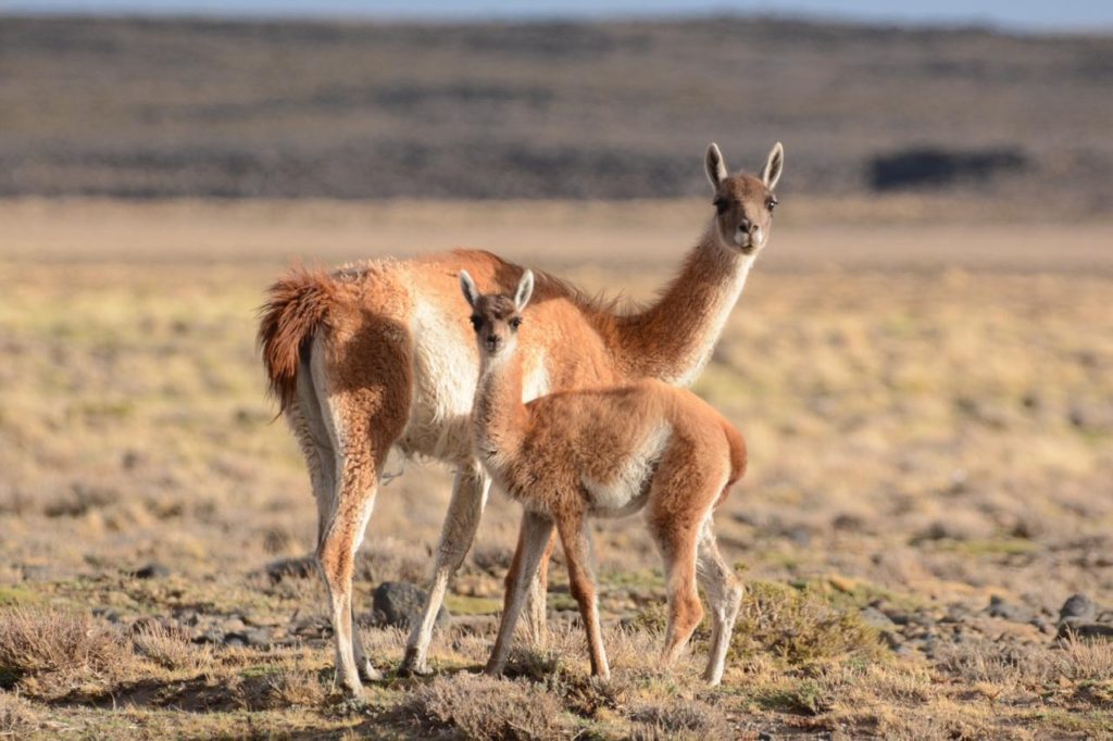 Tres policias fueron condenados por matar a un guanaco