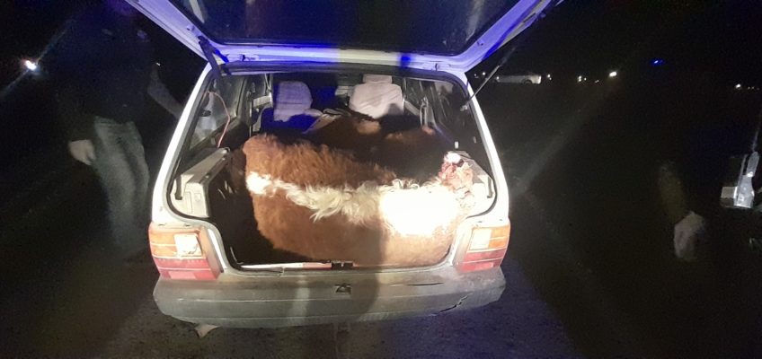 Transportaban tres terneros faenados en el baúl de un Fiat Uno