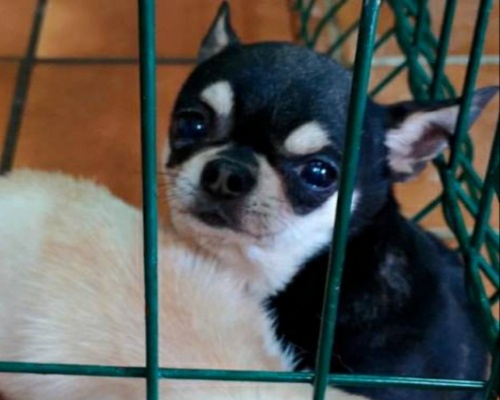 Clausuraron un criadero ilegal de perros chihuahuas y detuvieron a una mujer