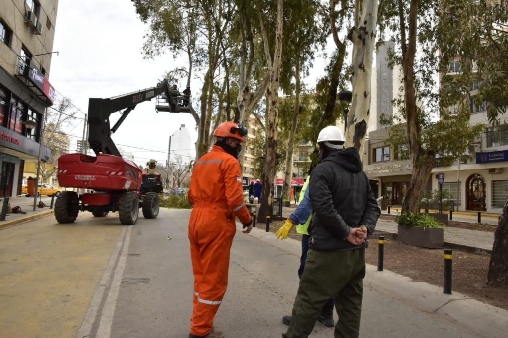 Habrá cortes de tránsito en el centro por la poda de eucaliptos