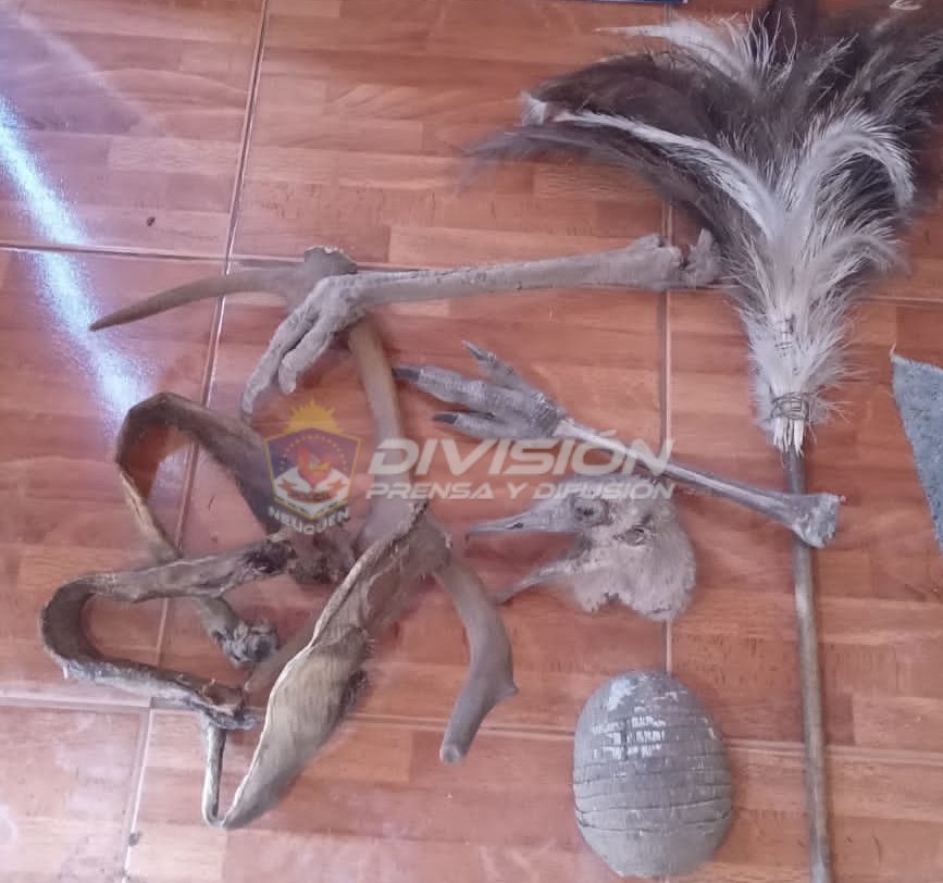 Buta Ranquil: Secuestran elementos de caza furtiva y varias pieles
