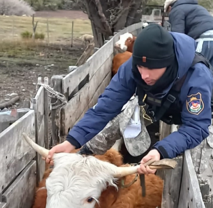 Policías recuperaron 27 vacunos que habían sido robados