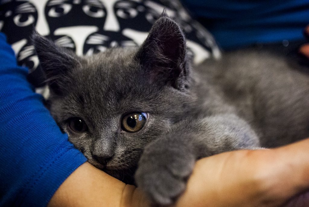 Entregarán turnos para la castración de felinos en el barrio Sapere