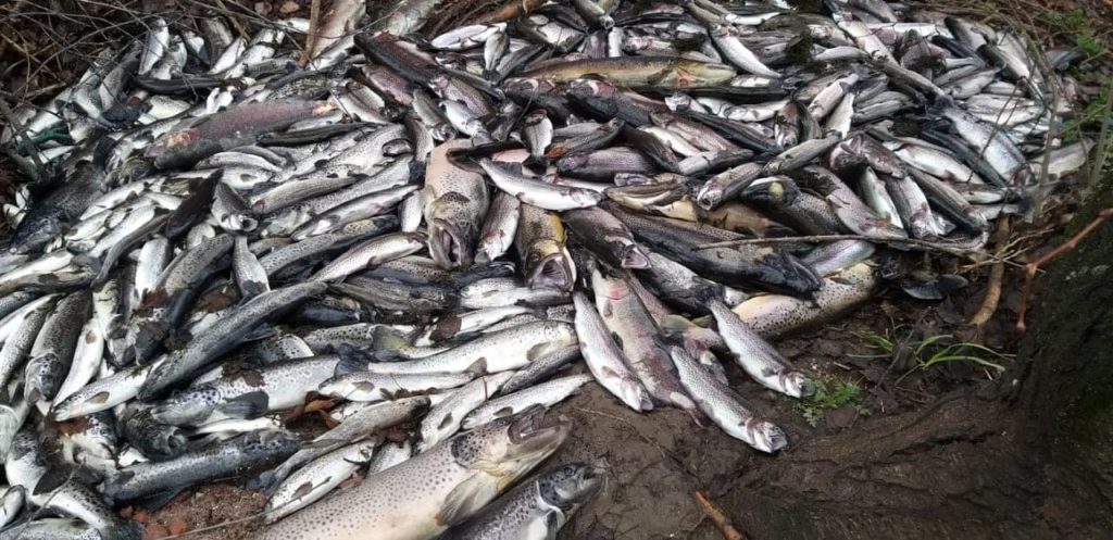 En CEAN se registraron importantes perdidas de peces y la problemática llegó a la Legislatura