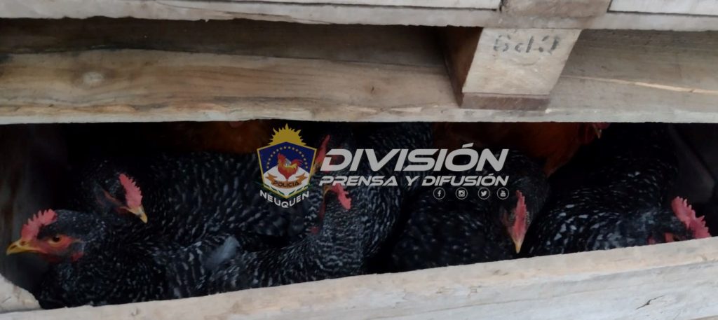 Policías recuperan gallinas y codornices que habían sido robadas de una escuela en San Patricio del Chañar