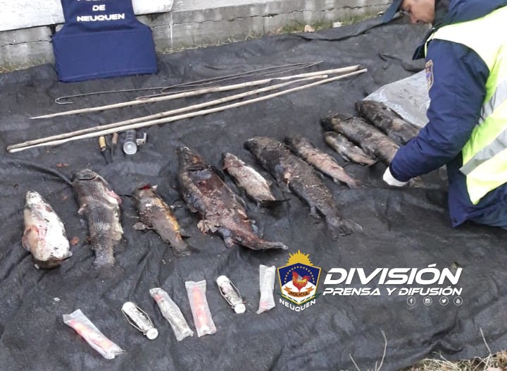 Secuestraron truchas a pescadores furtivos
