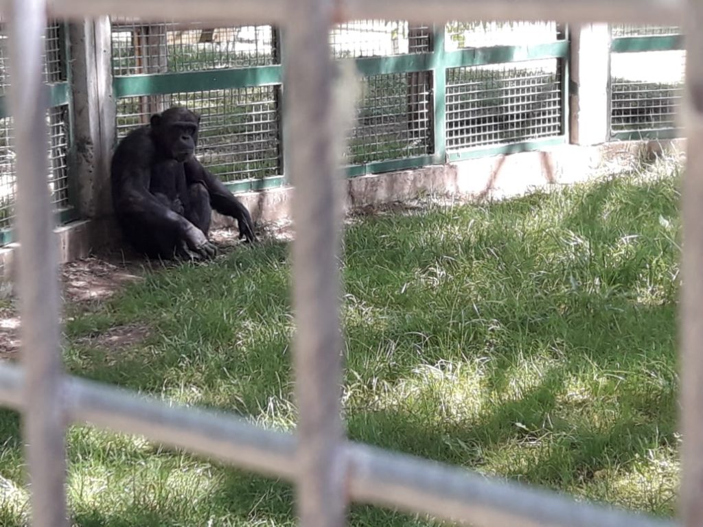 LUAN: Los monos reubicados en Bubalco están tristes y Fauna de Neuquén no da respuesta