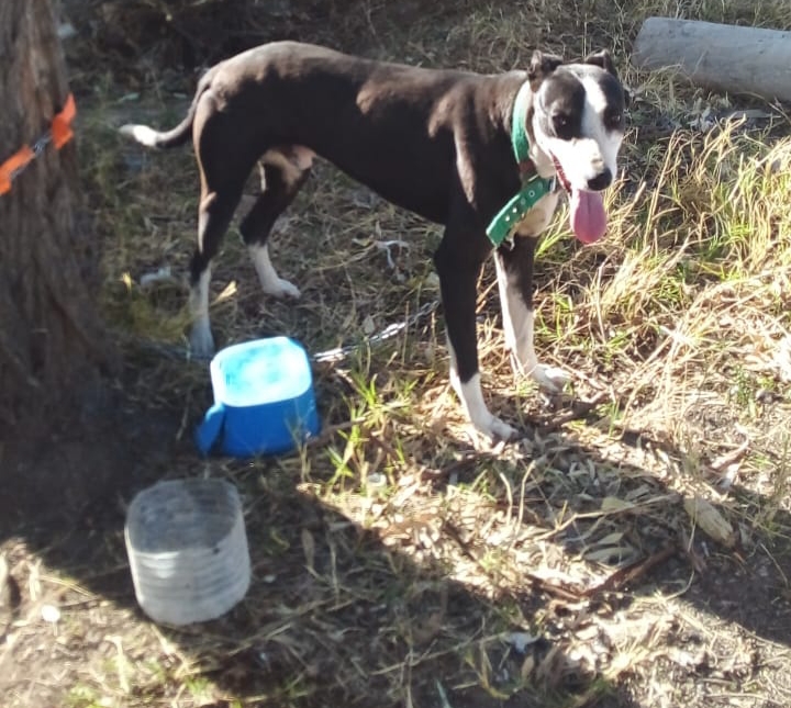 Río Negro: Rescatan a dos perros por maltrato animal