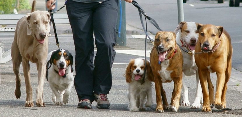 Paseaba a los perros y fue atacado a puñaladas por un desconocido