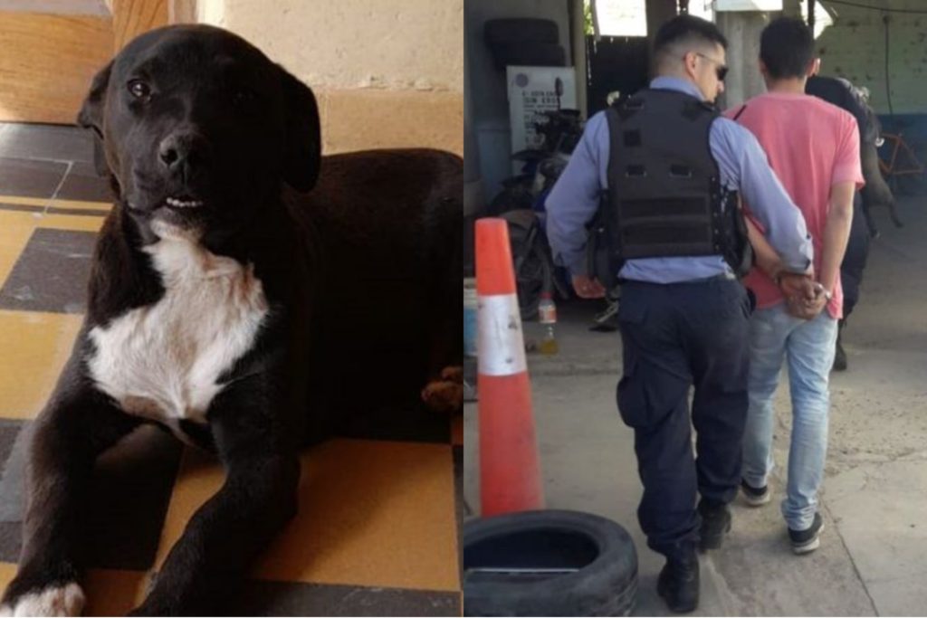 Fernández Oro: Un perro maltrato por su dueño fue rescatado