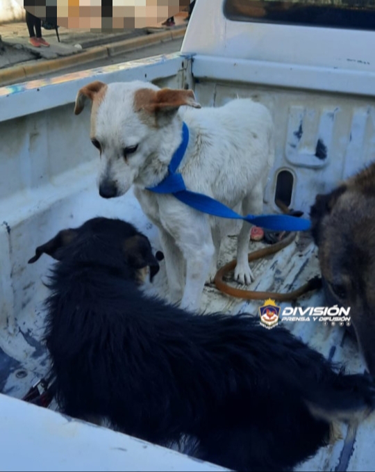 Rescatan a 8 perritos y detienen a un hombre en Chos Malal