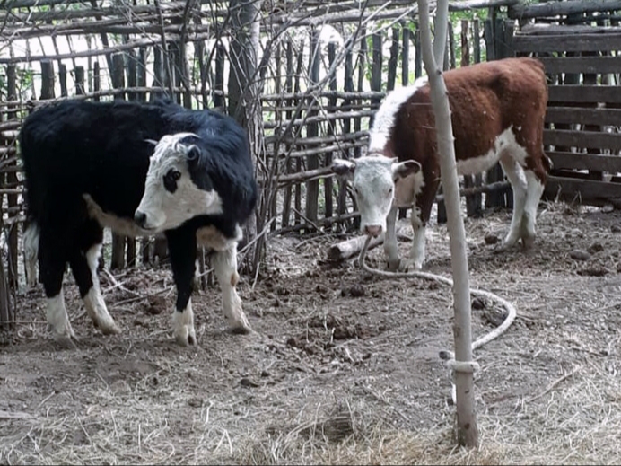 Recuperan tres animales robados de un campo en Cervantes