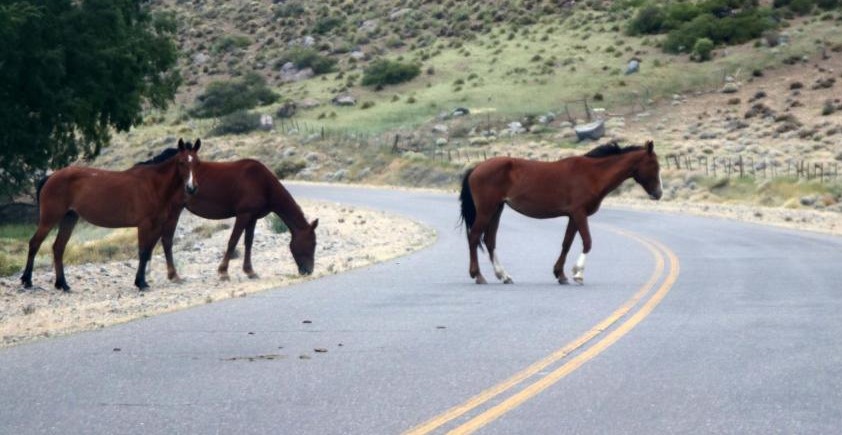 Vista Alegre: Comenzarán a secuestrar los animales sueltos en la ruta