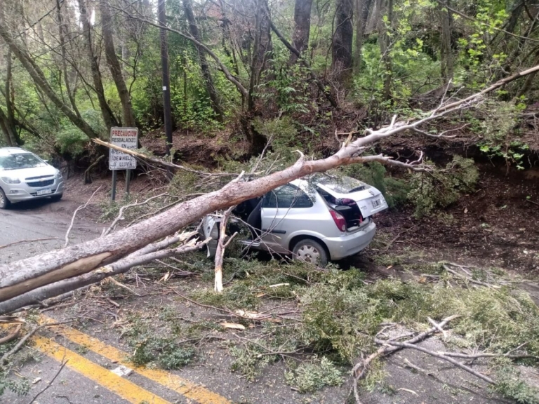 Bariloche: Un árbol cayó sobre un vehículo en Circuito Chico