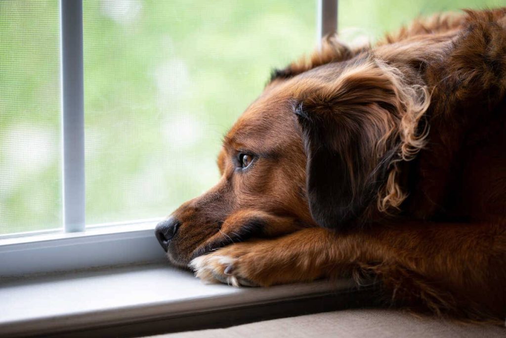 La muni recibió tres denuncias de maltrato animal durante una actividad de adopciones