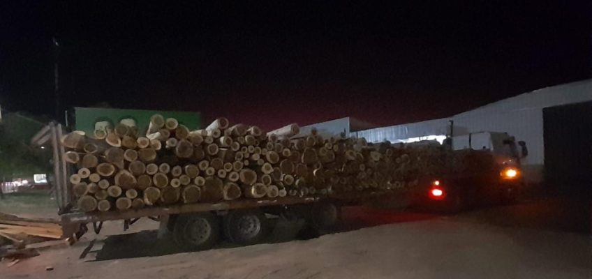 Chichinales: secuestran 48 mil toneladas de álamo transportados irregularmente