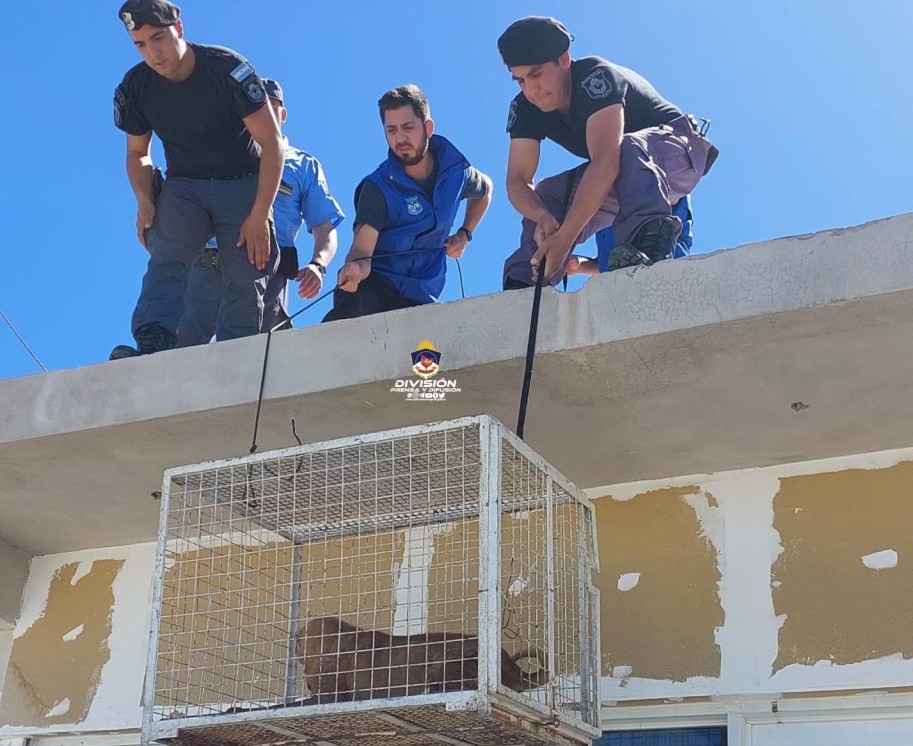 Se mudaron y dejaron abandonadas a sus mascotas