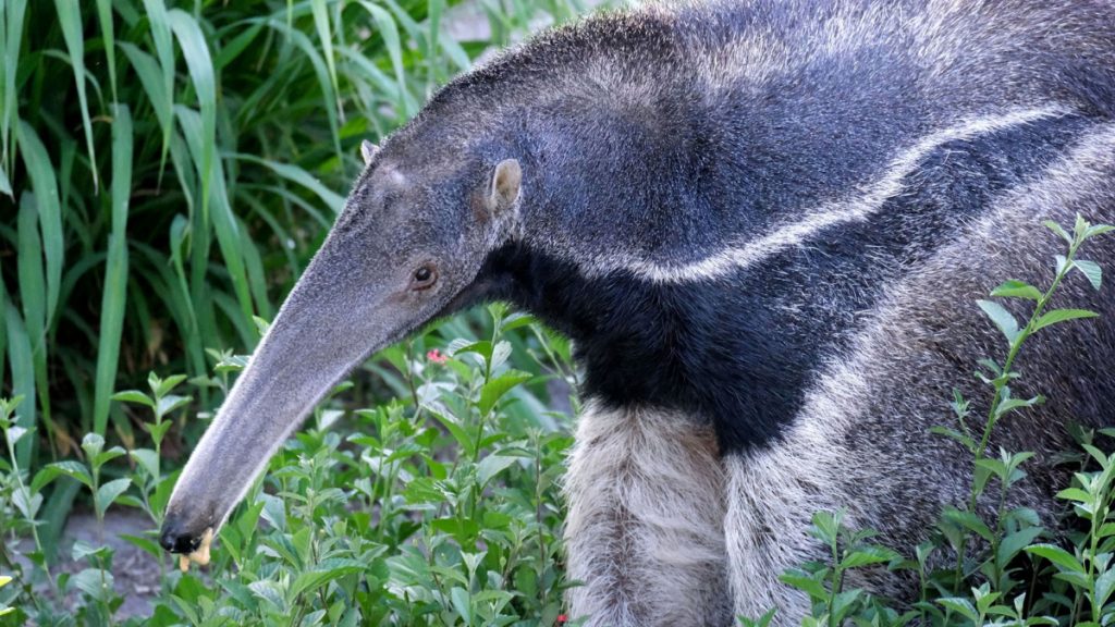 Unos 200 osos hormigueros viven libres en Esteros del Iberá tras estar extintos por 60 años