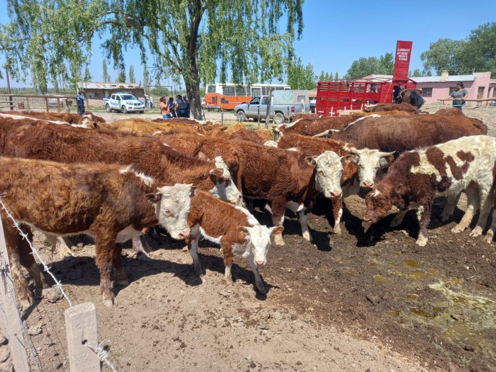 Decomisaron 30 vacas y 5 perros por maltrato animal en un chacra de Allen