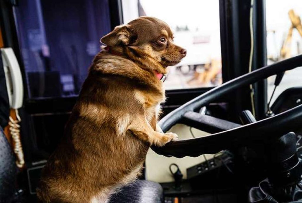 Concejales analizan un proyecto para que las mascotas viajen en el transporte público