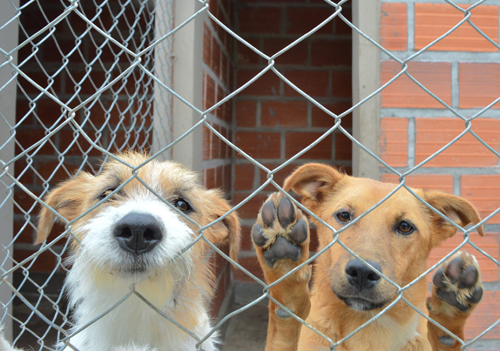 La ciudad ya cuenta con el registro de hogares de tránsito para perros y gatos