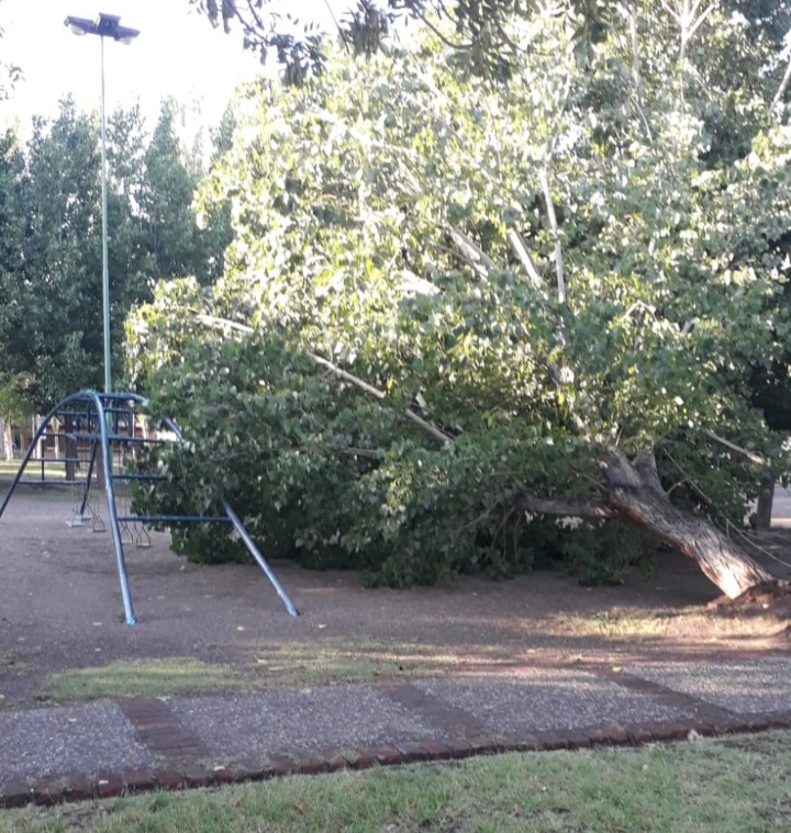 Al menos 10 árboles se cayeron en Neuquén capital durante el temporal