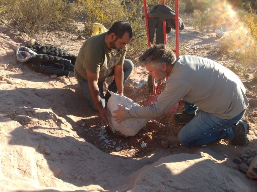 Hallaron un nuevo dinosaurio en el campus de la UNCo