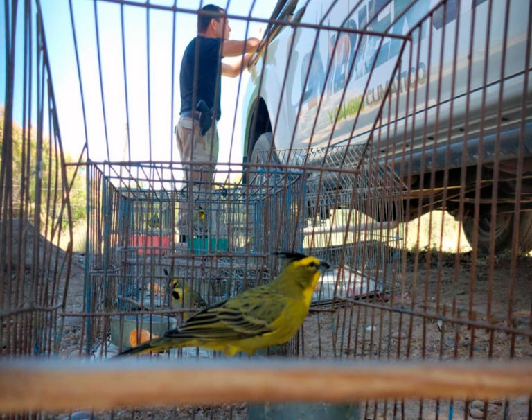 Encuentran 34 aves encerradas tras dos allanamientos en Río Negro