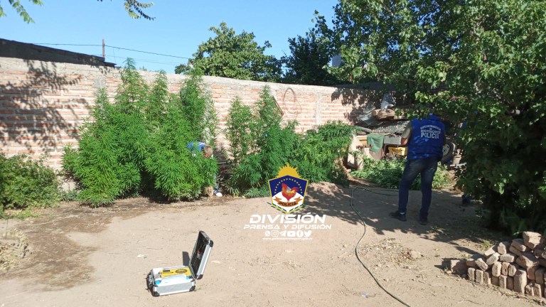 Secuestran plantas de marihuana y envoltorios de cocaina en dos allanamientos por robo