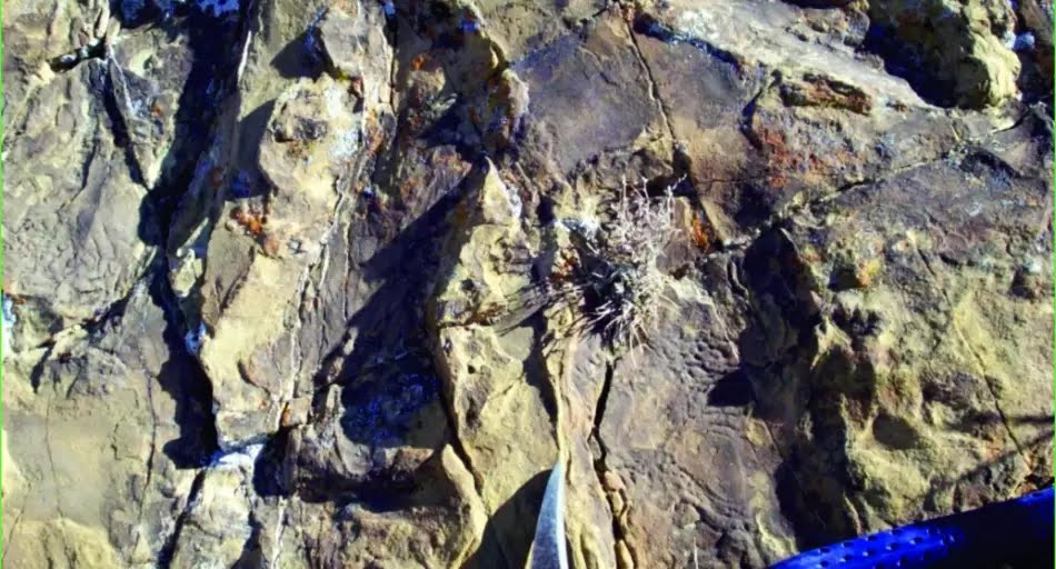Hallaron 23 huellas de dinosaurios fosilizadas de 130 millones de años