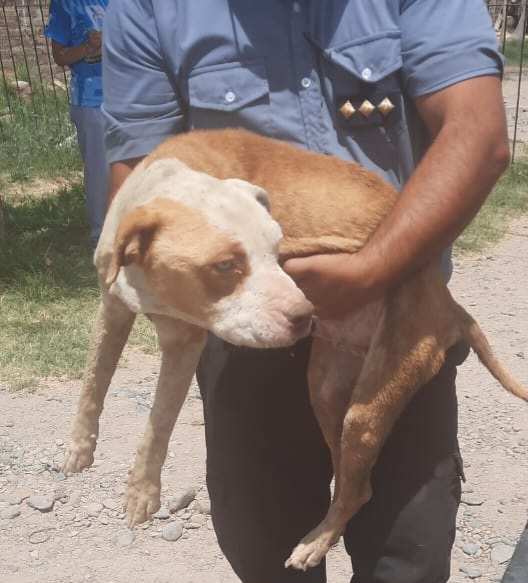 Policías rescatan a cinco perros víctimas de maltrato