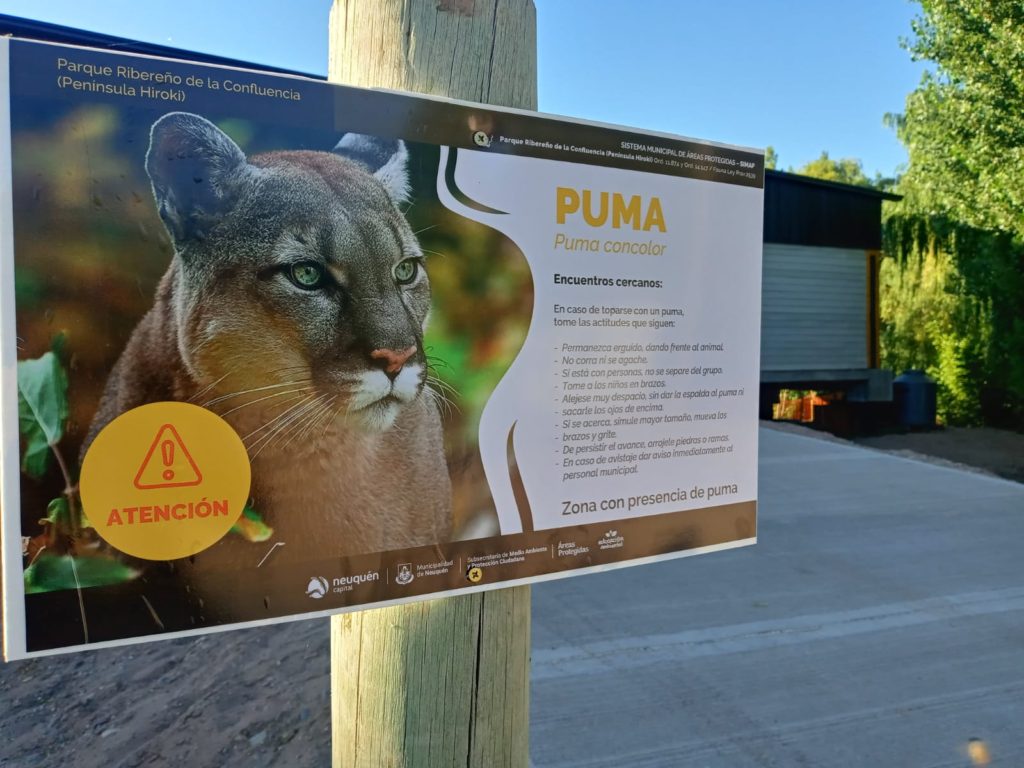 Me pareció ver un lindo gatito, en la Península Hiroki