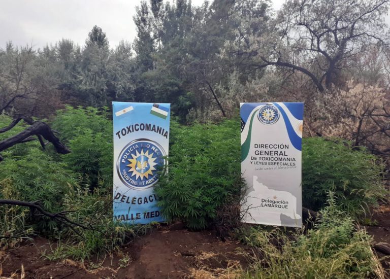 De no creer: Tenían 100 plantas de marihuana ocultas y con trampas en una isla